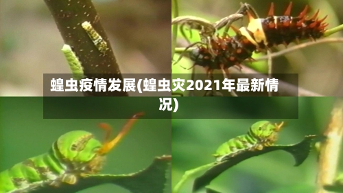 蝗虫疫情发展(蝗虫灾2021年最新情况)-第2张图片